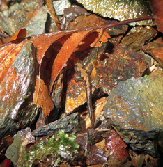 Desmognathus imitator