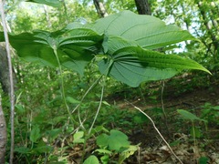 Dioscorea quaternata