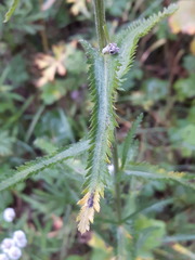Achillea acuminata