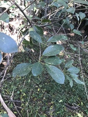 Ficus natalensis