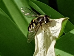 Lapposyrphus lapponicus