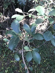 Ficus natalensis