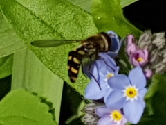 Lapposyrphus lapponicus