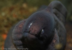 Gymnothorax thyrsoideus