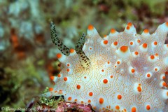 Halgerda batangas