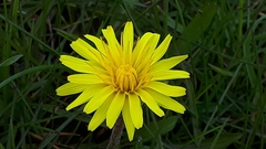 Taraxacum palustre