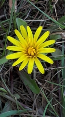 Taraxacum palustre