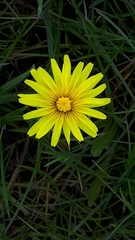 Taraxacum palustre