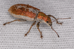 Pachyrhinus cinereus