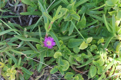 Image of Carpobrotus dimidiatus by (c) Presha Soogrim (she/they), some rights reserved (CC BY)