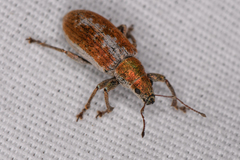 Pachyrhinus cinereus