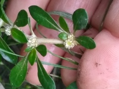 Alternanthera paronychioides