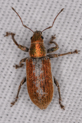 Pachyrhinus cinereus