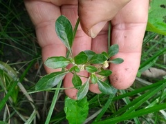 Alternanthera paronychioides