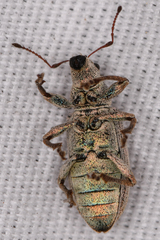 Pachyrhinus cinereus