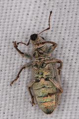 Pachyrhinus cinereus