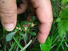 Alternanthera paronychioides