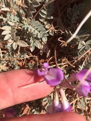 Astragalus missouriensis