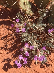 Astragalus missouriensis