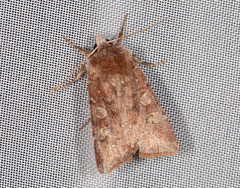 Cerastis leucographa