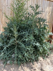 Cirsium vulgare