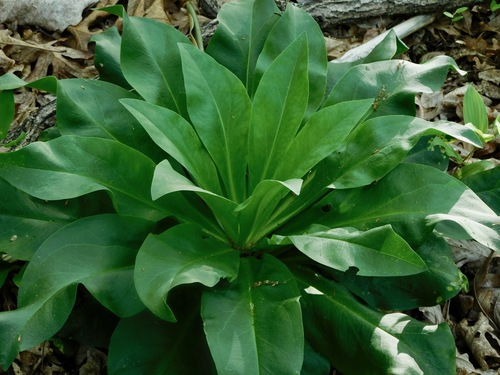 Frasera caroliniensis