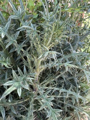 Cirsium vulgare