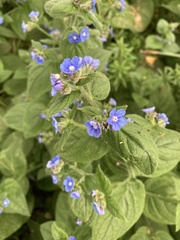 Pentaglottis sempervirens
