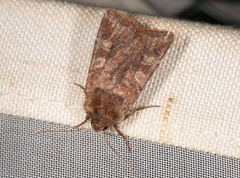 Cerastis leucographa