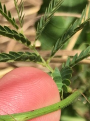 Desmanthus acuminatus