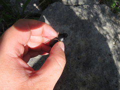 Pasimachus depressus