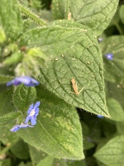 Pentaglottis sempervirens