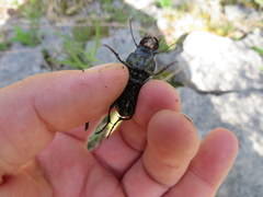 Pasimachus depressus