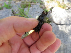 Pasimachus depressus