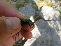 Pasimachus depressus