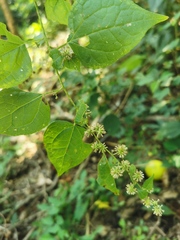 Koanophyllon monanthum