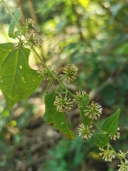 Koanophyllon monanthum