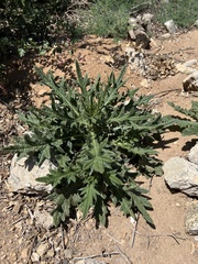 Cirsium vulgare