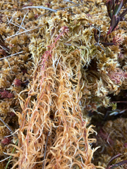Sphagnum flavicomans