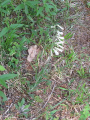 Penstemon tenuiflorus