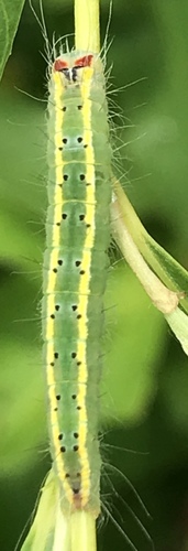 Connected Dagger photo 2
