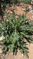 Cirsium vulgare