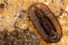 Cossyphus hoffmannseggi