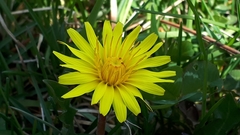 Taraxacum palustre
