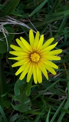Taraxacum palustre