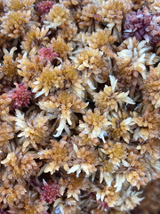 Sphagnum flavicomans