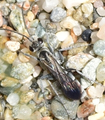 Pompilus cinereus