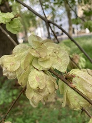 Ulmus