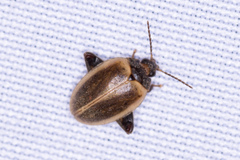 Ora discoidea