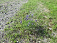Baptisia australis aberrans